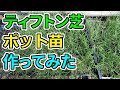 ティフトン419のはみ出したランナーでポット苗を作ってみた