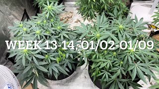 #420GTGT Afgoo OD - week 13-14, flower week 4