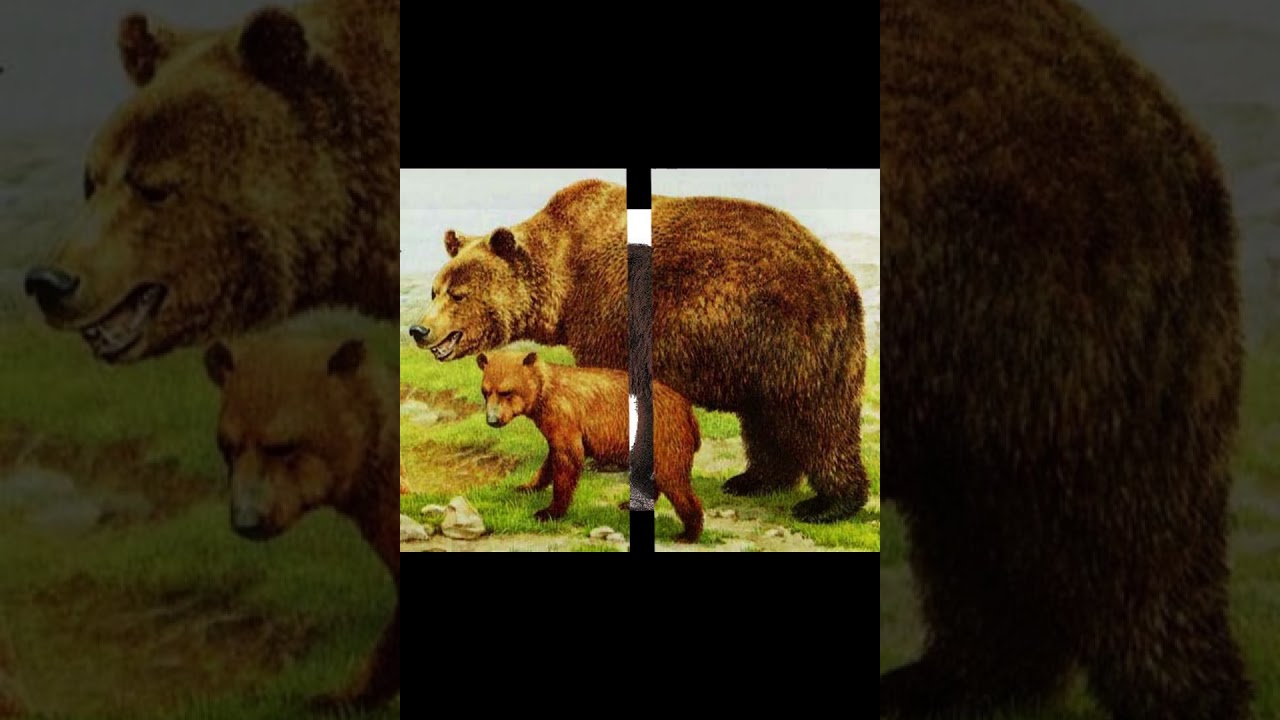 Атласский медведь