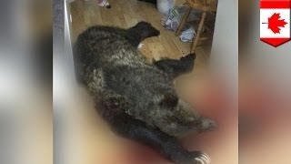 Мужик застрелил медведя гризли прямо на своей кухне Мужик застрелил медведя гризли прямо на своей кухне