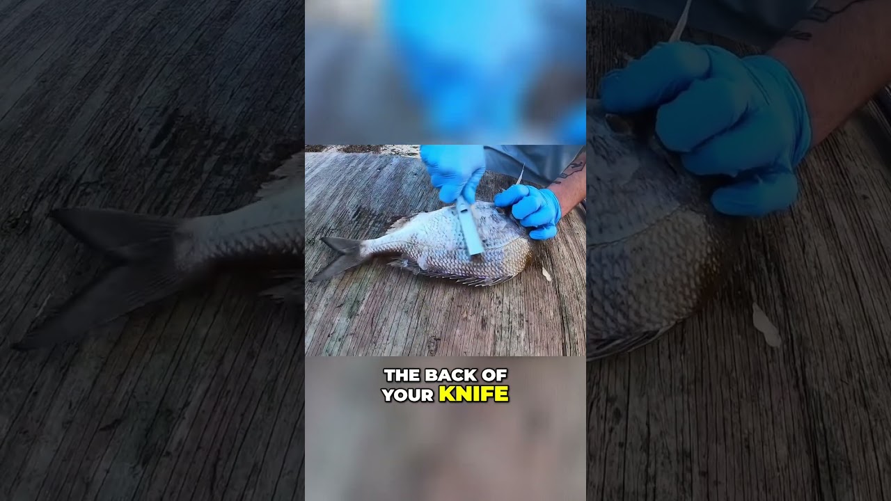 The Ultimate Porgy Recipe  Delicious Whole Baked Fish