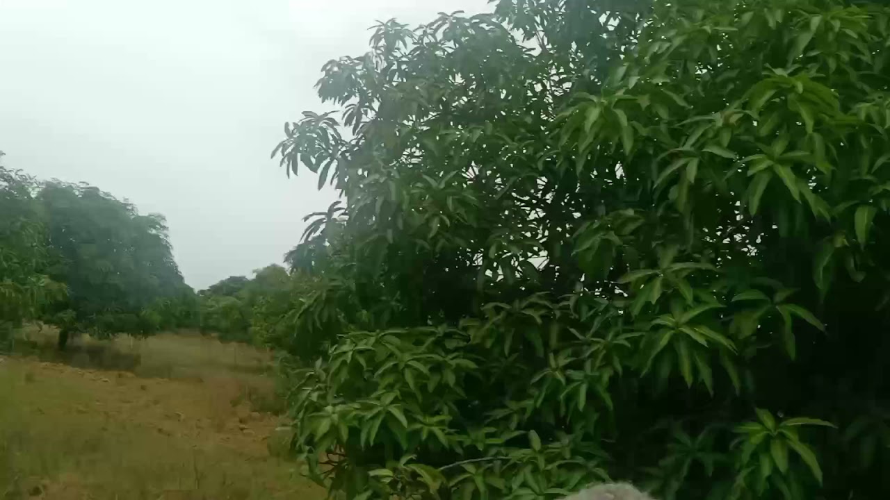 28 acr mango garden sale