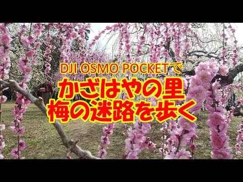 DJI OSMO POCKET２Ｋ画質で「かざはやの里」梅の迷路を歩く