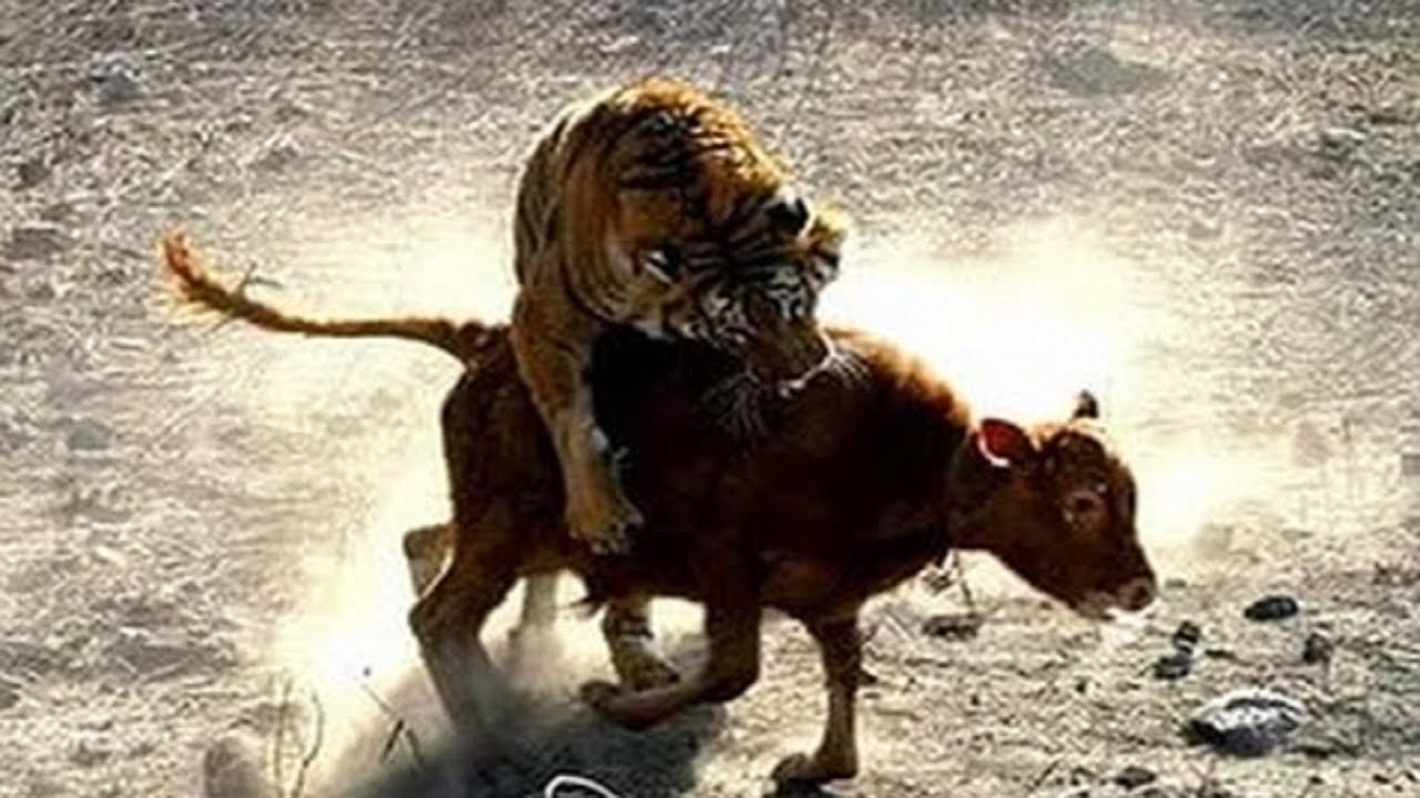 camera iphone 8 plus apk Huge tiger is not afraid of anyone. Tiger killed a calf near the city