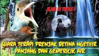 suara terapi prenjak tamu prenjak kepala merah betinga ngetir panjang   terapi air jejak si thole T1