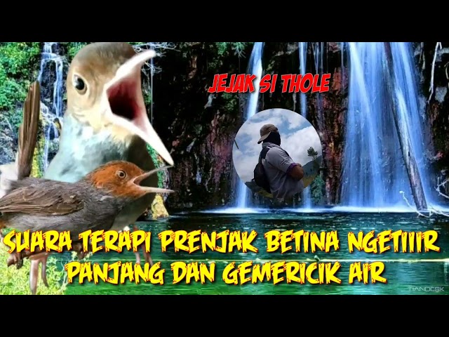 suara terapi prenjak tamu prenjak kepala merah betinga ngetir panjang + terapi air jejak si thole T1 class=