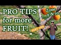 Grow More Fruit By Knowing When & Why To Prune Your Stone Fruit Trees