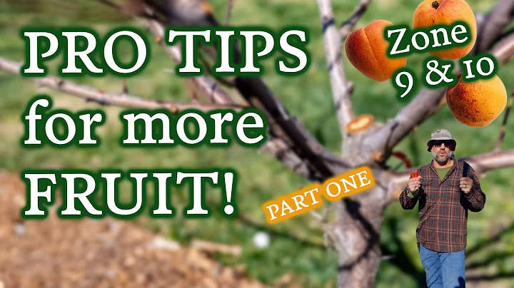 Grow More Fruit By Knowing When & Why To Prune Your Stone Fruit Trees