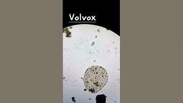 🔬 Volvox Under the Microscope | Microscopic World of Algae @BiocrackwithRanjan  🌍✨ #volvox