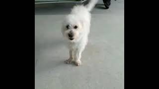 2,5 Yaşında 2 Numara Terrier