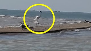The Absurd Mystery of Flamingo No. 492