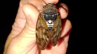 #cicada #цикады #insect #アブラゼミ #насекомое