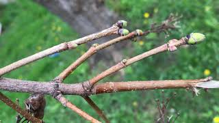 Field maple - branches, twigs & buds march 2020