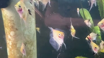 Chọn lọc thần tiên red devil từ bé, red có phải là đỏ hay không? #angelfish #tepmaumango #relaxing