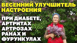 ОСТОРОЖНО СБОР СИРЕНИ ЦЕЛИТЕЛЬНЫЕ СВОЙСТВА /collecting wild plants@natureMarusya​