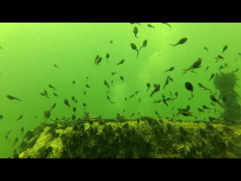 Vidéo: Le Plongeon Polaire: 5 Destinations De Plongée En Eau Froide - Réseau Matador