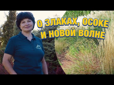 Злаки, осоки, и другие растения новой волны в русском цветнике