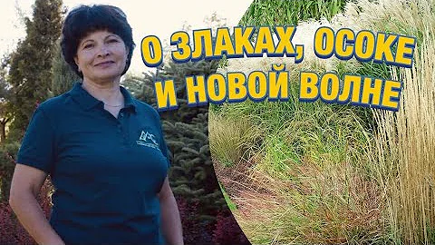 Злаки, осоки, и другие растения новой волны в русском цветнике