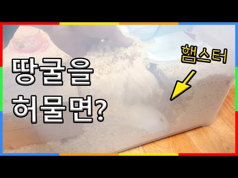 햄스터가 땅굴을 파길래 다시 덮어주었습니다 | <strong>심심타임</strong> 햄찌 장난