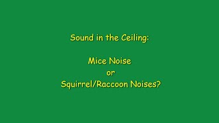 Sounds In The Ceiling:  Differentiate Between Mice, Squirrels, & Raccoons