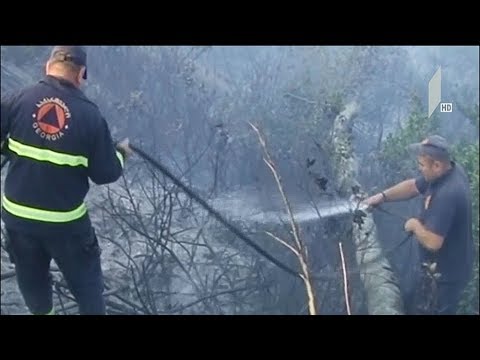 ხანძარი ცედანის ტყეში