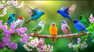 Peace With Nature's Living Jewels: Stunning Birds & Relaxing Birdsong for Ultimate Serenity screenshot 5