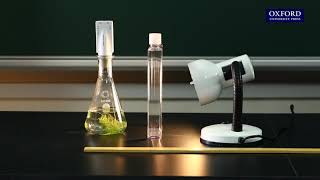 Practical 20.7 Design an investigation of carbon dioxide concentration on the rate of photosynthesis