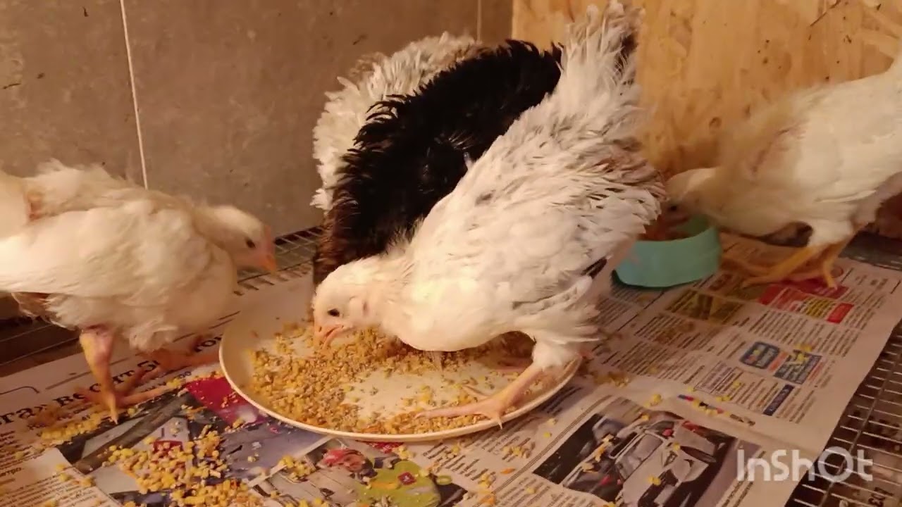 Цыплятам - первенцам МЕСЯЦ.🐥🤗