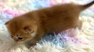 Cute kittens are learning to walk by BoBo & BunBun 454 views 1 year ago 5 minutes, 46 seconds