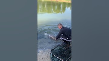 Sturgeon release 😍. #shorts #shortvideo #shortsyoutube #fish #steur #vissen #fishing