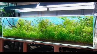 Natural-style Aquascape