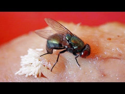 Wideo: Jak Rozmnażają Się Muchy