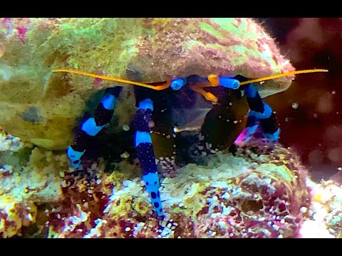 ユビワサンゴヤドカリ Elegant Hermit Electric Blue Hermit Crab Calcinus Elegans Youtube