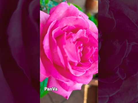 Gül - Rose