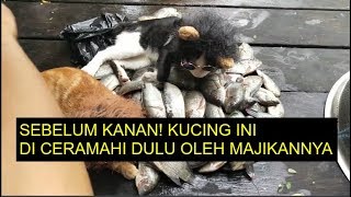 Pelajaran yang Bisa diambil dari Kucing Petani yang Viral Karena Diceramahi Majikannya Sebelum Makan