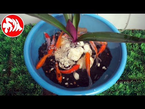Ikan Tawes dan Ikan Mujair | FAUNA KITA