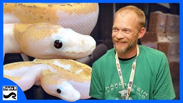 Pied Retic looking Ball Python with Chris McDougle | Ep.241