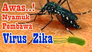 Waspada Virus Zika Di Musim Kemarau
