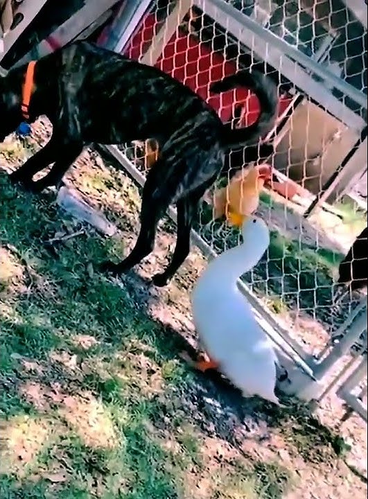 Anjing VS Bebek
