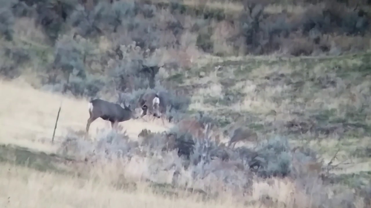 Management Buck in Morgan at 525 yds