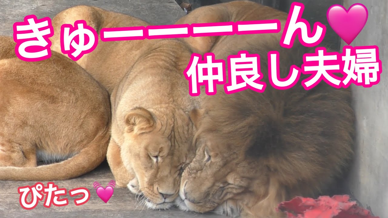 極上　ライオンと象2点　東さ7-0804③ Amazon.com: LEGO Chima Lennox Lion Attack 70003 : Toys & Games