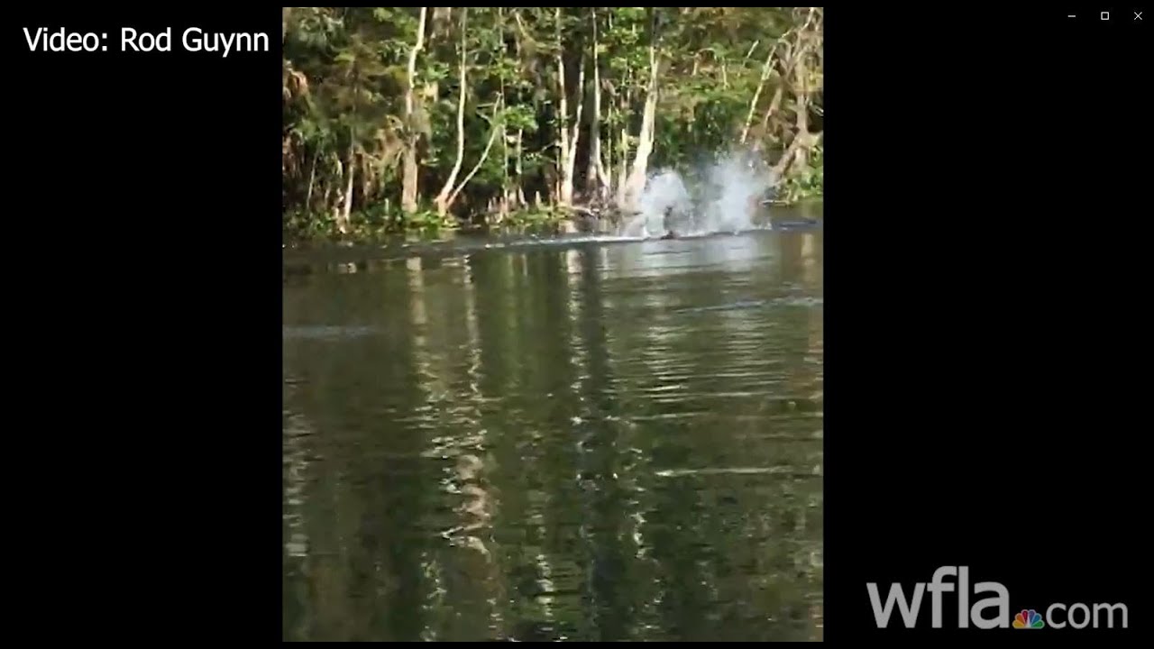 Kayaker Dodges Tree Jumping Monkeys On River In Florida River