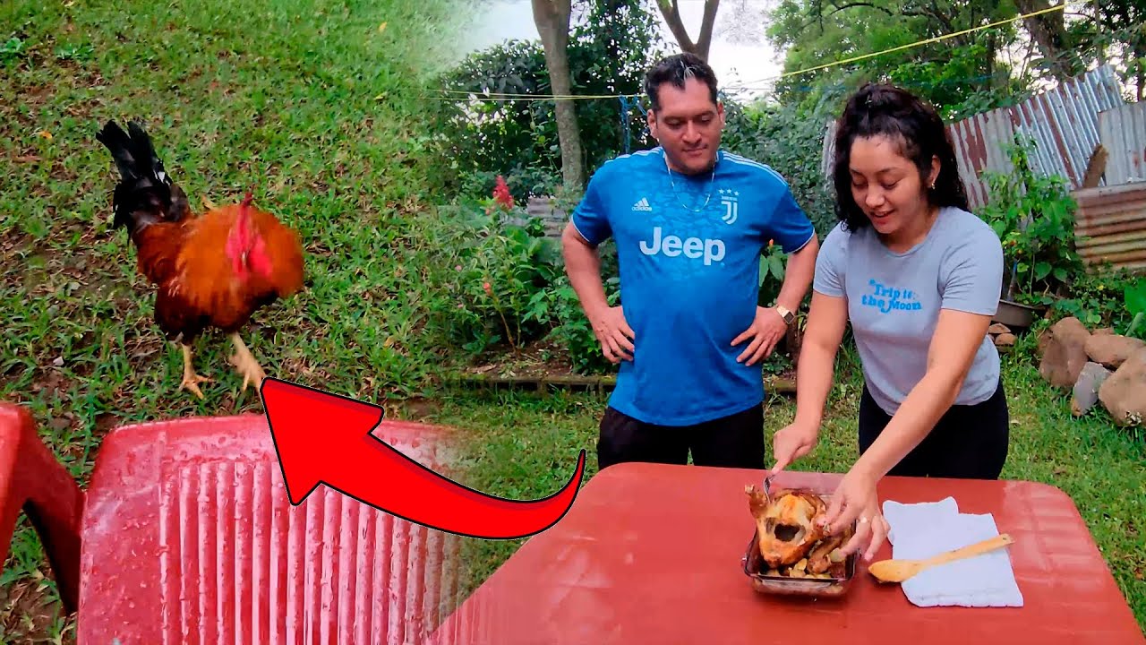 Se nos Quemó la Gallina 😬 Peleando con El Gallo mas Bravo del Mundo