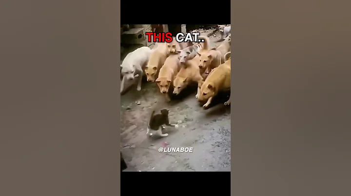 other Dogs Bullying Cats vs… 💀 #shorts