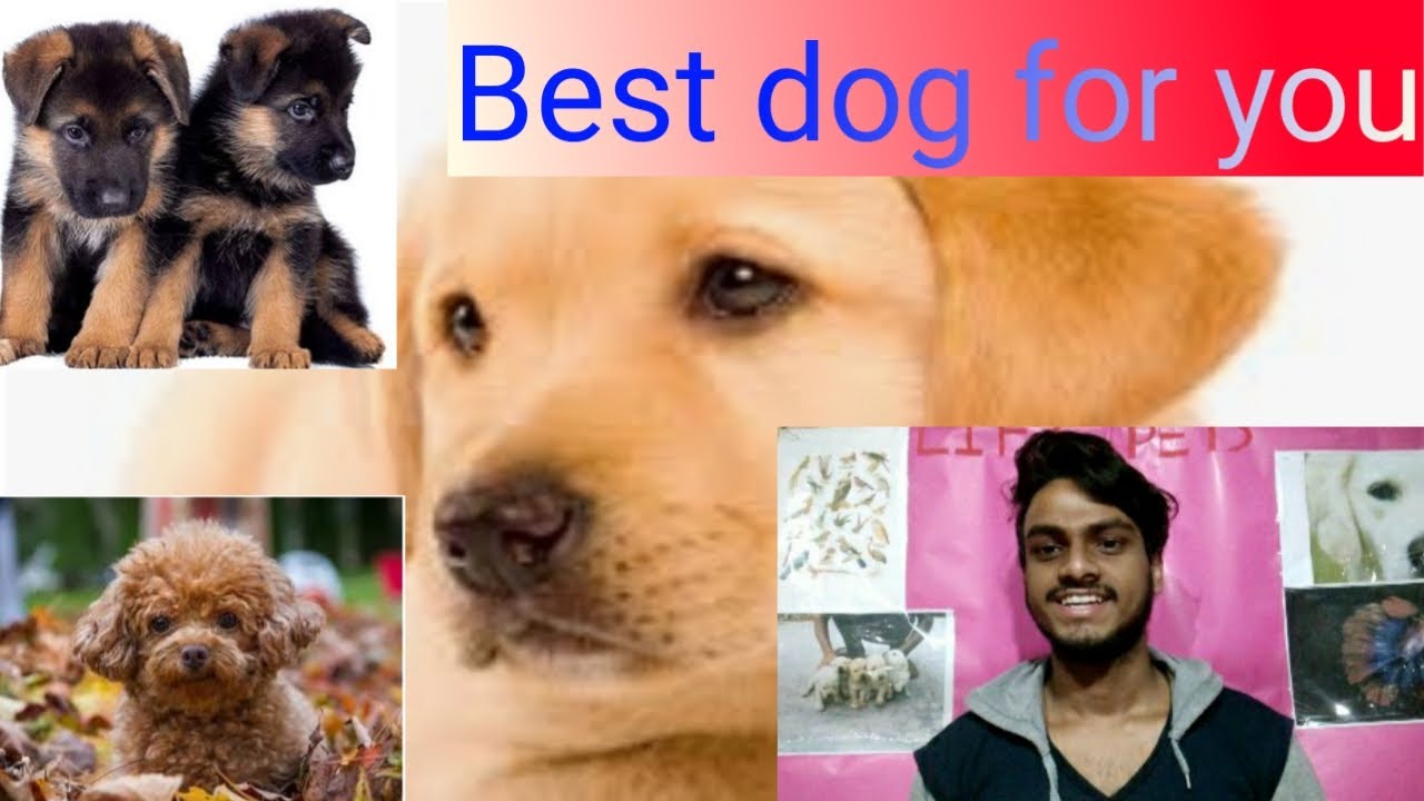 how to choose the best dog breed for me