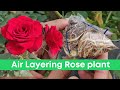 How to grow Rose from Air layering | Rose plant Air Layering | Rose propagation New method