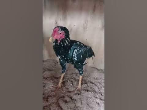 рябой - YouTube