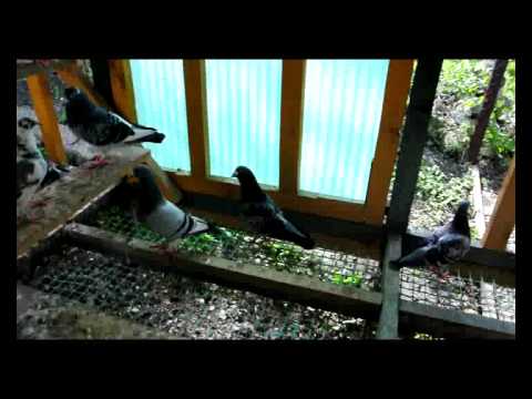 Pigeons Richard West 2