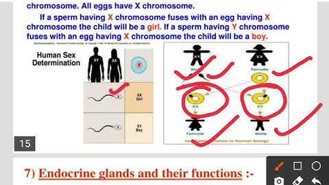 Biology class-8/Ch-10/Reaching the age of adolescence/Part-5