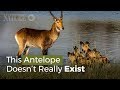 An Antelope That Doesn't Really Exist